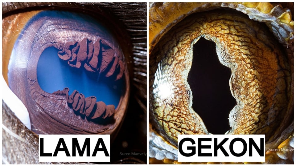 Fascinující pohled do zvířecích očí